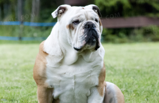 狗狗不自觉地颤抖是怎么回事?