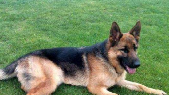 德牧犬训练方法与技巧