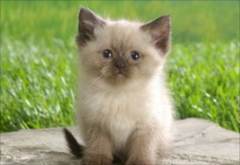 ����è̫Ƥ��ô�� ����è̫Ƥ�Ľ���취