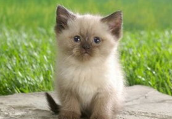 ����è̫Ƥ��ô�� ����è̫Ƥ�Ľ���취