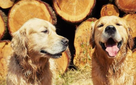 金毛配种注意事项