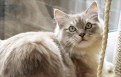 ��ô��è��èɰ �̻�è����èɰ