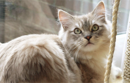 怎么教猫用猫砂 教会猫咪用猫砂