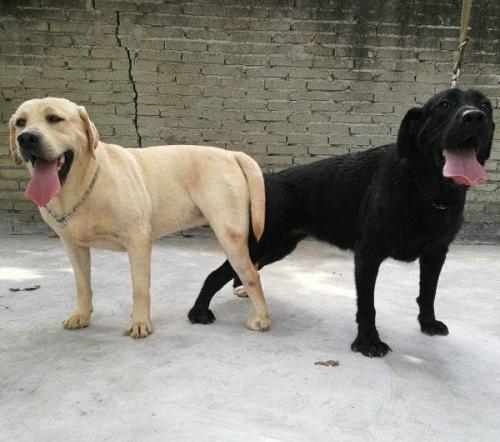 狗狗交配后几天可以洗澡