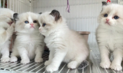 ��ż��è��ô��Ʒ��