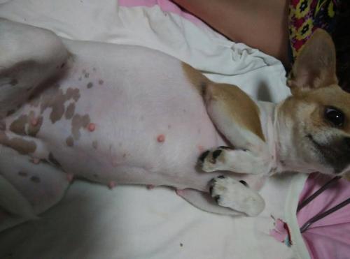 狗怀孕了可以驱虫吗