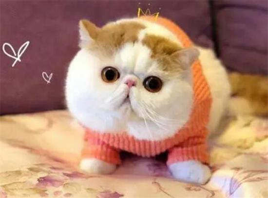 奶奶猫是什么品种 奶奶猫的品种