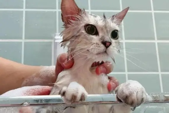 我家猫咪不爱洗澡怎么办?