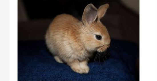 兔子身上有跳蚤怎么办?兔子身上有跳蚤怎么办好? 兔子身上有跳蚤怎么办?兔子身上有跳蚤怎么办好?