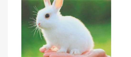 兔子身上有跳蚤怎么办?兔子身上有跳蚤怎么办好? 兔子身上有跳蚤怎么办?兔子身上有跳蚤怎么办好?