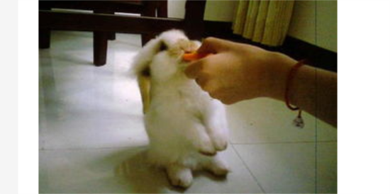 兔子怕冷吗冬天怎么办?兔子怕冷吗该怎么给它保暖呢? 兔子怕冷吗冬天怎么办?兔子怕冷吗该怎么给它保暖呢?