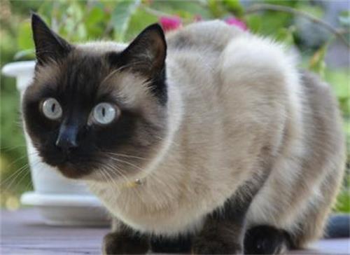 公猫不绝育能活几年