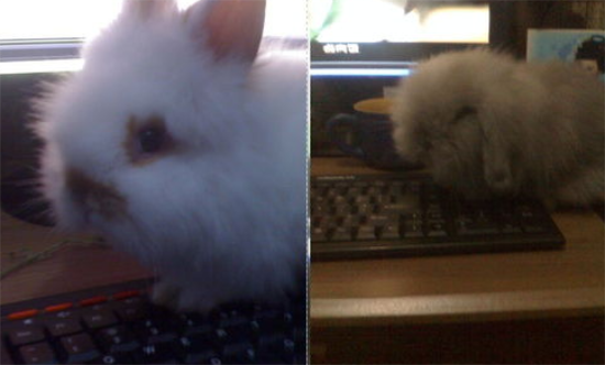 兔子怕冷吗冬天怎么办?兔子怕冷吗该怎么给它保暖呢? 兔子怕冷吗冬天怎么办?兔子怕冷吗该怎么给它保暖呢?