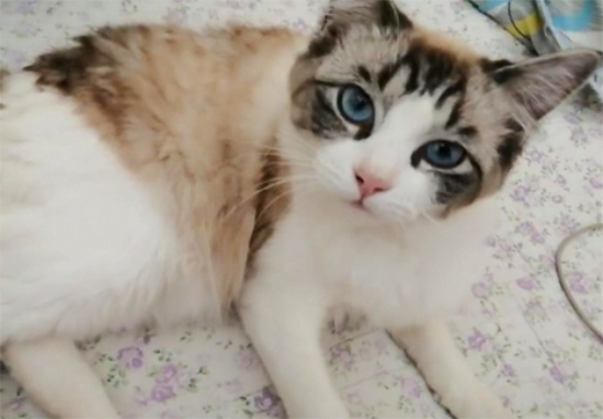 猫一般怀孕几个月生产 猫咪怀孕两个月生产