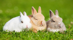 ������ô�������ó�ĸ��16�պ�Ҫι����