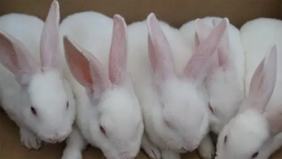 仔兔怎么养?仔兔吃母乳16日后要喂饲料 仔兔怎么养?仔兔吃母乳16日后要喂饲料