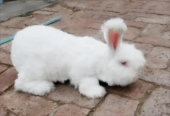 ��ë�����ü۸񡪡��Ӽ�ʮ�����ٲ���