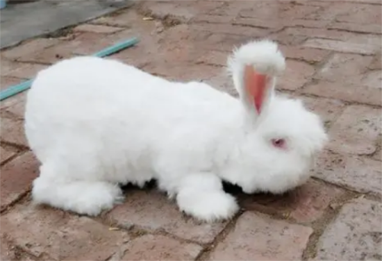 长毛兔种兔价格——从几十到几百不等 长毛兔种兔价格——从几十到几百不等