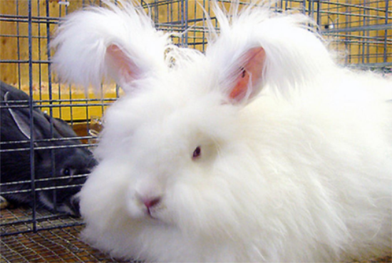 长毛兔种兔价格——从几十到几百不等 长毛兔种兔价格——从几十到几百不等