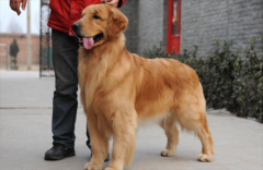 ��ô�������ý�ë����һ��