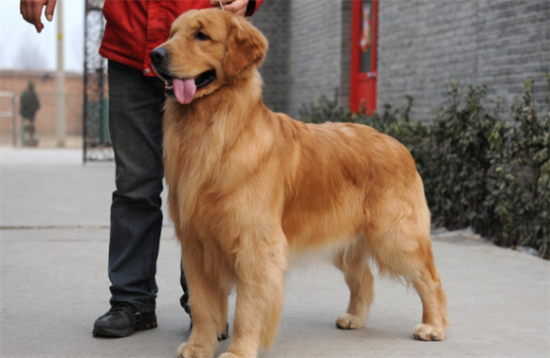 怎么样可以让金毛变胖一点 怎么样可以让金毛变胖一点