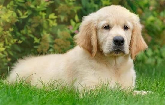 金毛犬好训练吗?要怎么训练?