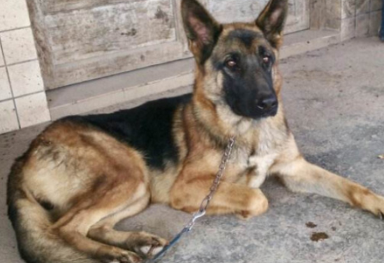 训练狗大小便的方法有什么