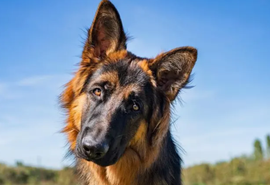 耳朵大的狗叫什么品种 耳朵大的狗叫什么品种