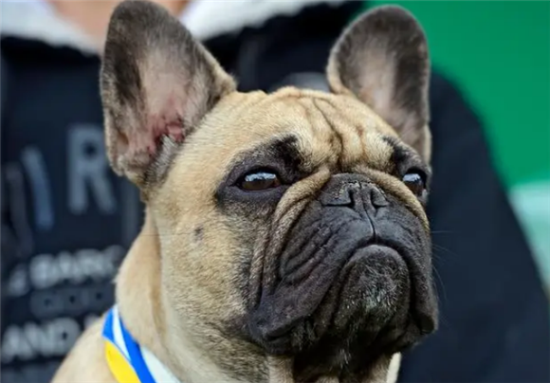 耳朵大的狗叫什么品种 耳朵大的狗叫什么品种