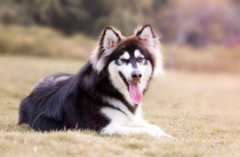 ѩ�����۸� ѩ��������Ǯһֻ