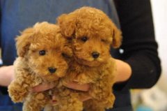 ���������а�ɫƤм��ʲôҩ��