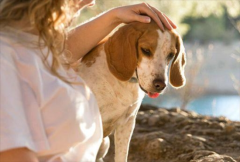 ���������һֻ�������׵ıȸ�Ȯ