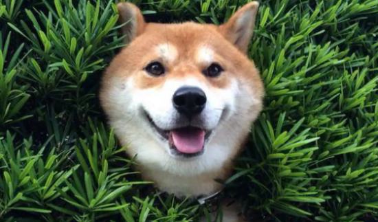 狗狗早上空腹吐黄色泡沫怎么办?