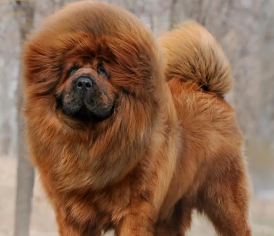 中国狗品种全览,可以来了解一下 中国狗品种全览,可以来了解一下