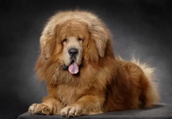 中国狗品种全览,可以来了解一下 中国狗品种全览,可以来了解一下