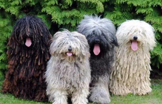 狗狗发烧不吃东西该怎么办?