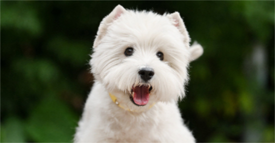 狗怀孕全身发抖正常吗 狗怀孕全身发抖正常吗