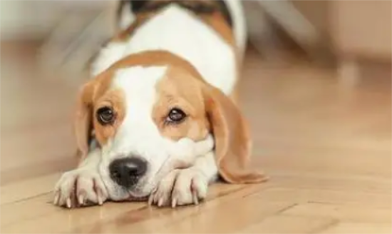 家里多只狗狗打架怎么处理