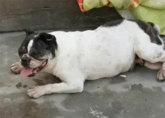 狗狗焦躁不安走来走去是什么原因?