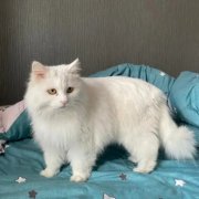 ��è��������ô�� ��è���������취