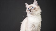 �ļ���ο�ѧ������ι��è��