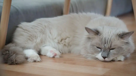 猫咪皮肤病常见症状表现有哪些 猫咪皮肤病常见症状表现有哪些