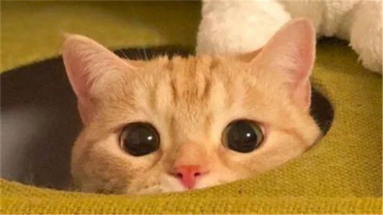 猫咪吐毛球怎么办