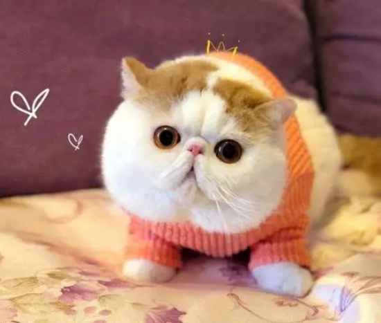 猫咪毛质粗糙怎么办