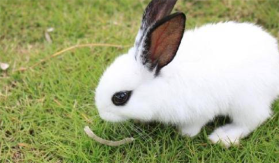 ���Ӳ��ܺ�ˮ����Ұ����ô�죿