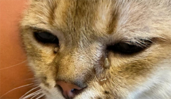 猫咪眼睛有白色粘稠物睁不开 猫咪眼睛有白色粘稠物睁不开