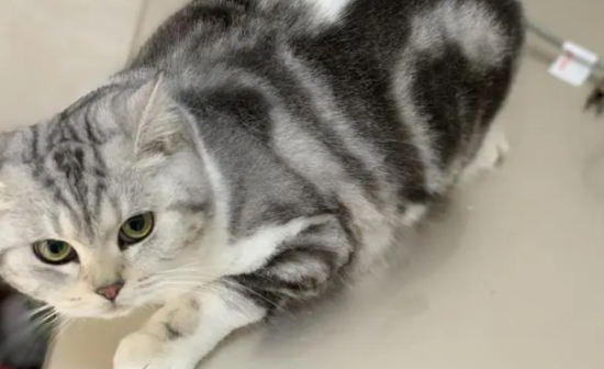 猫只生了一只正常吗