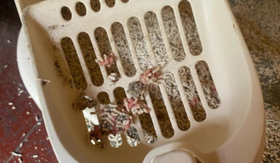 母猫小便有血怎么办 母猫小便有血怎么办