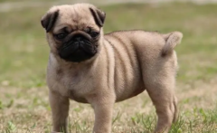 ѵ���͸�Ȯ���ճ���Ϊ