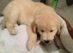 ��ë��ò���ʺ����ذ�